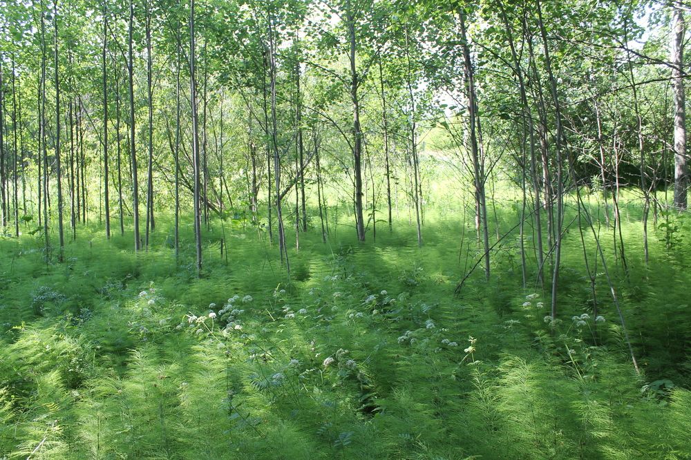 Photograph by Екатерина Хозяшева