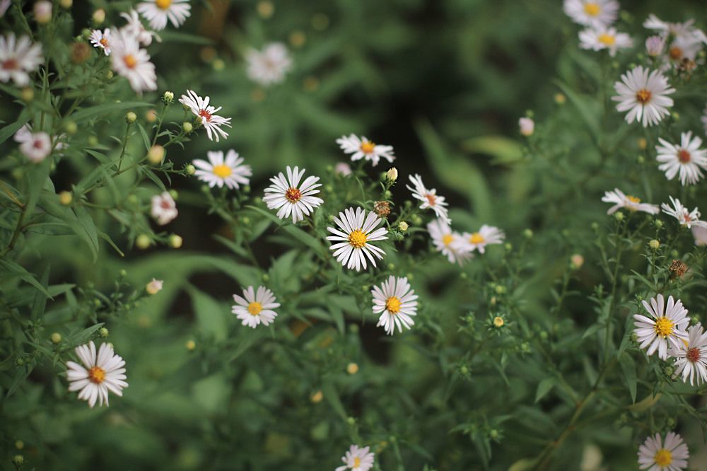 Фотография автора Мария Щеголькова