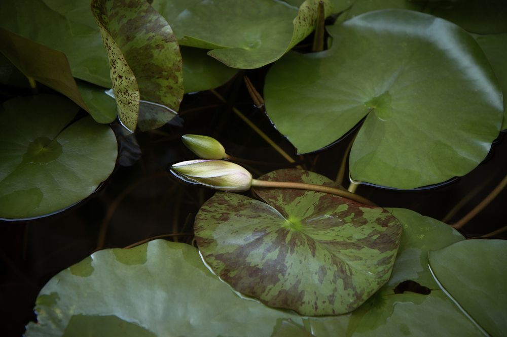 Фотография автора Мария Щеголькова
