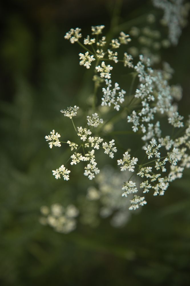 Фотография автора Мария Щеголькова