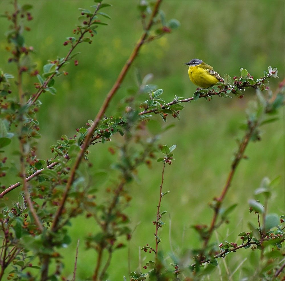 Photograph by Эльвира Быкова