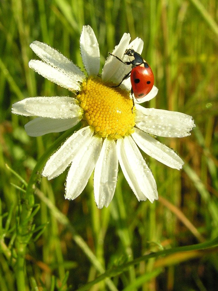 Photograph by Юрий Яковлев