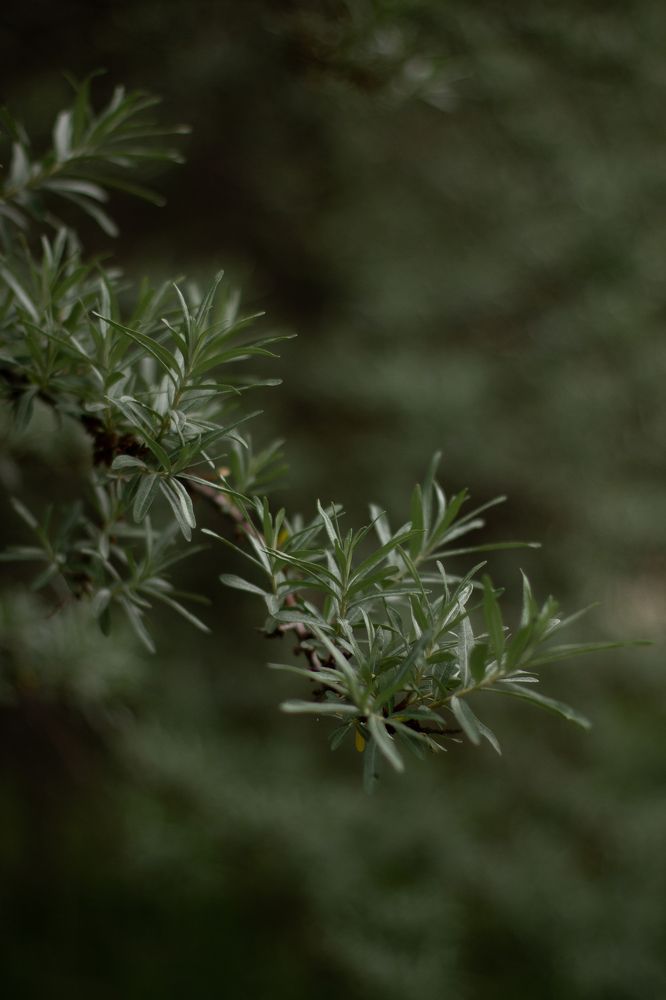Фотография автора Мария Щеголькова