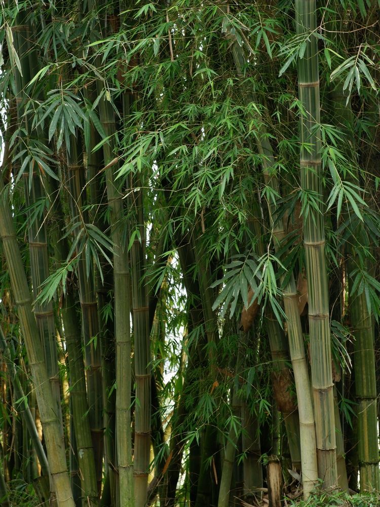 Фотография автора R. Zai