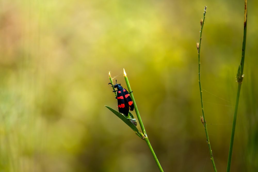 Red striped destroyer