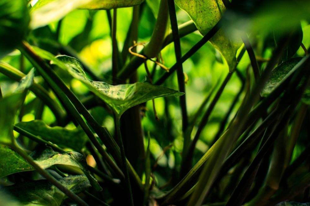 Photograph by Mauricio Santiago Boulogne