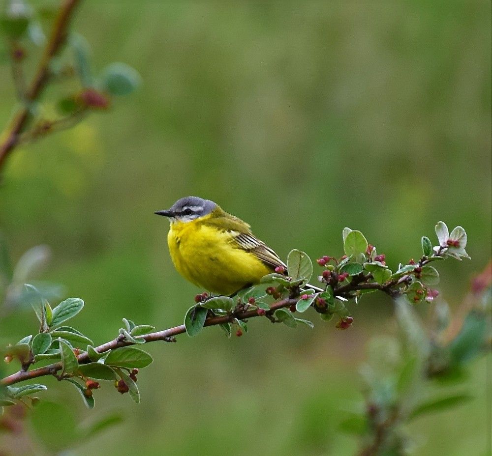 Photograph by Эльвира Быкова