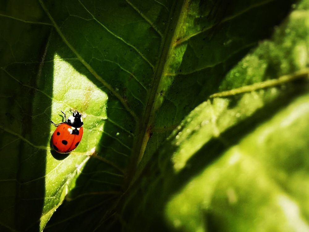 Фотография автора Rafa