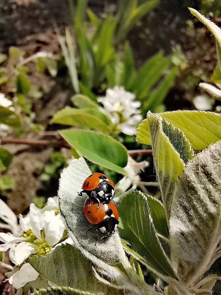 Любовь с чистого листа