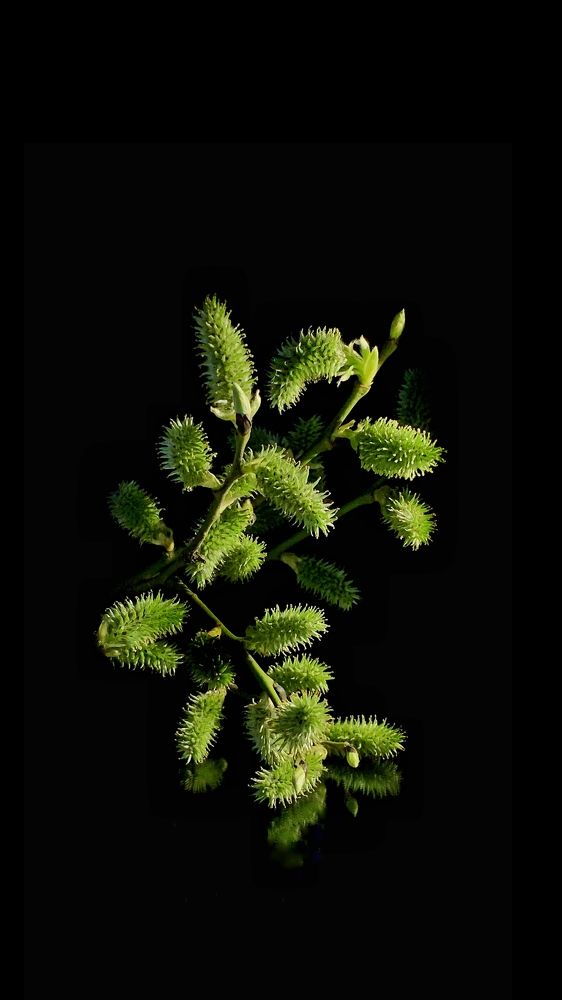 Photograph by Надежда Смирнова