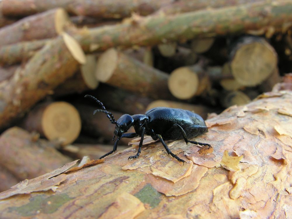 Photograph by Юрий Яковлев