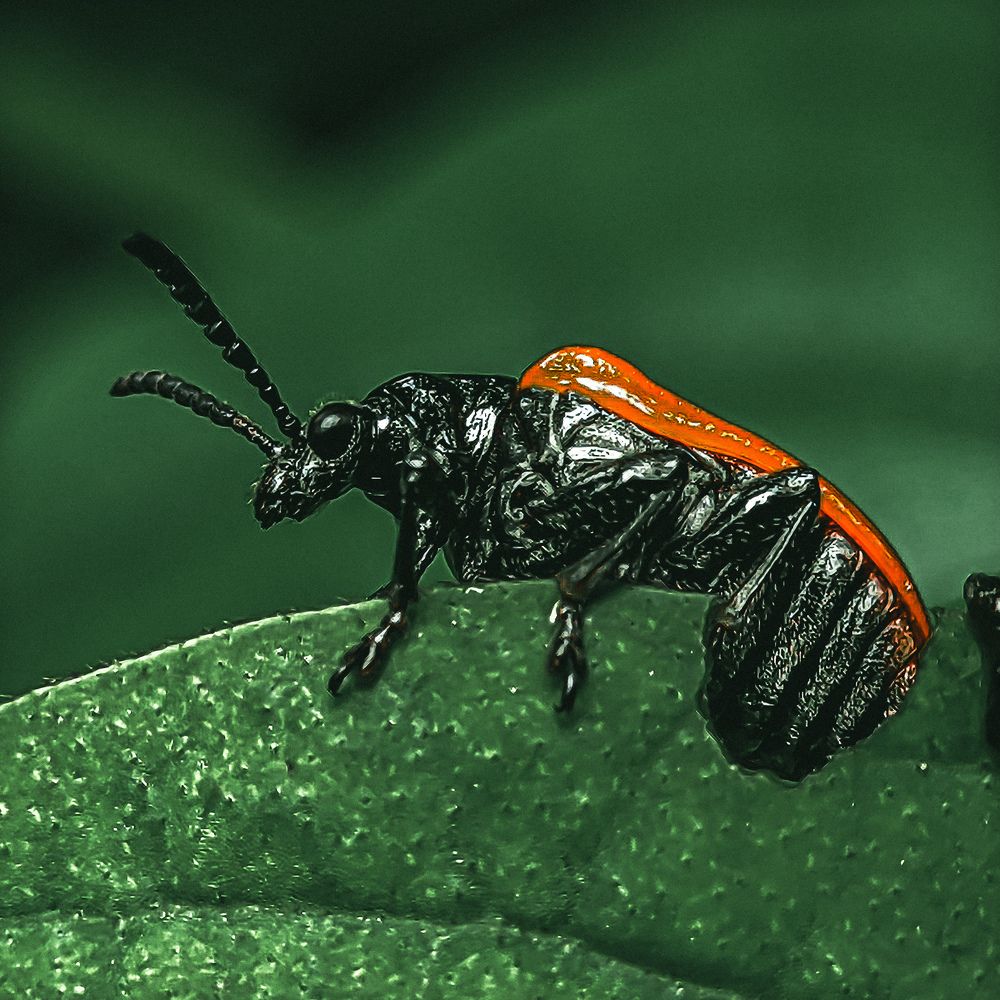 Photograph by Vaishnav K V