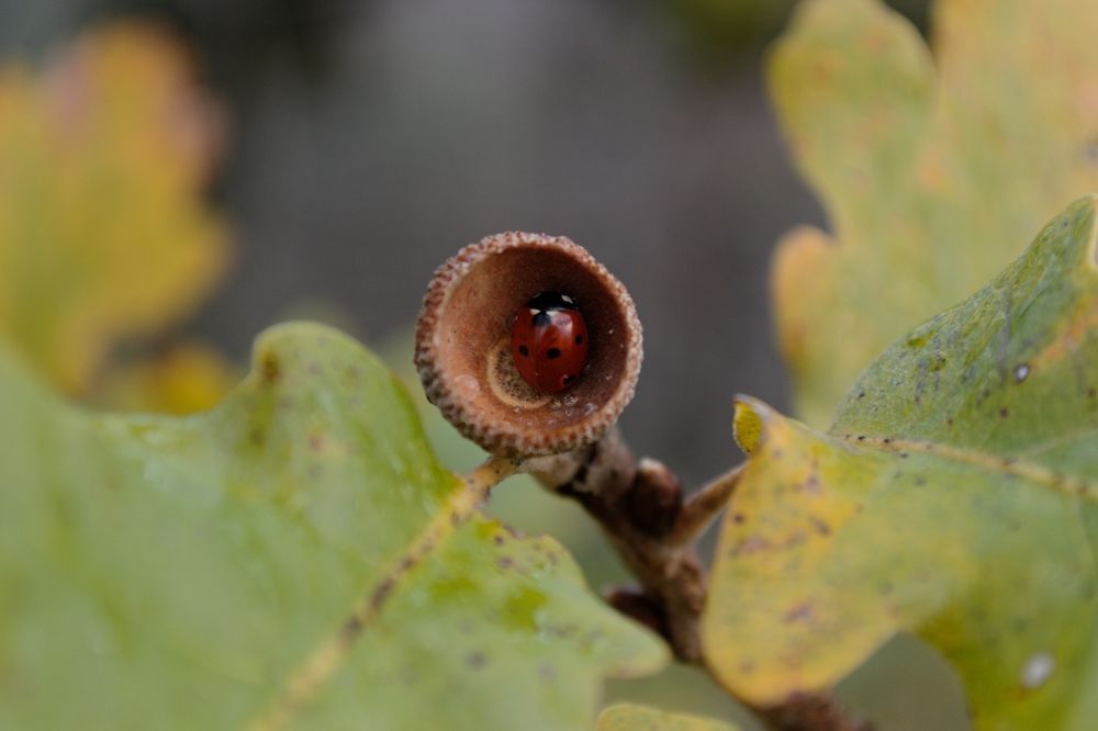 Photograph by Aleksey