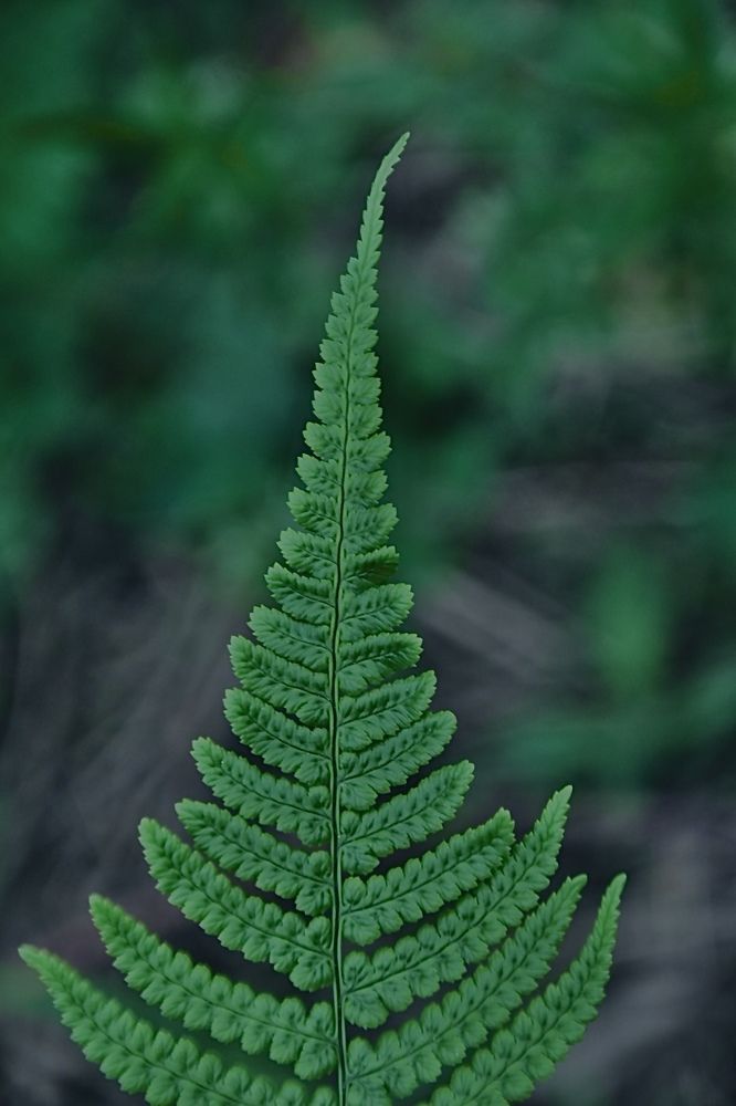 Green nature