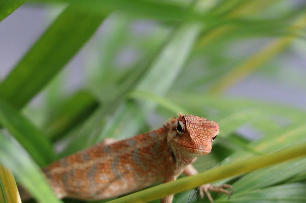 Photograph by Dimuth De Zoysa