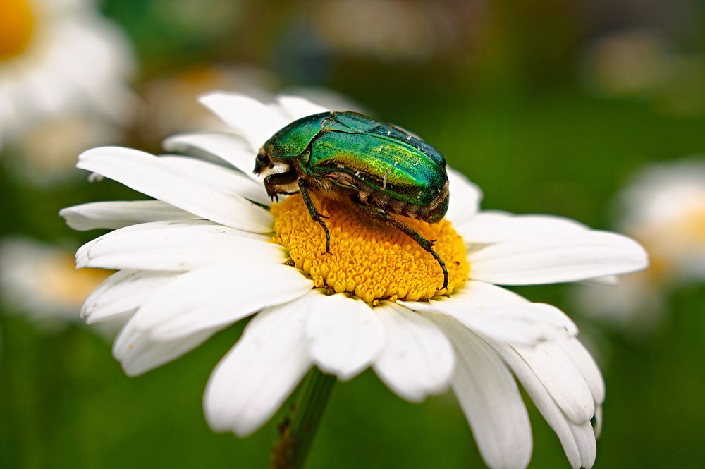 Photograph by Евгений Козлов