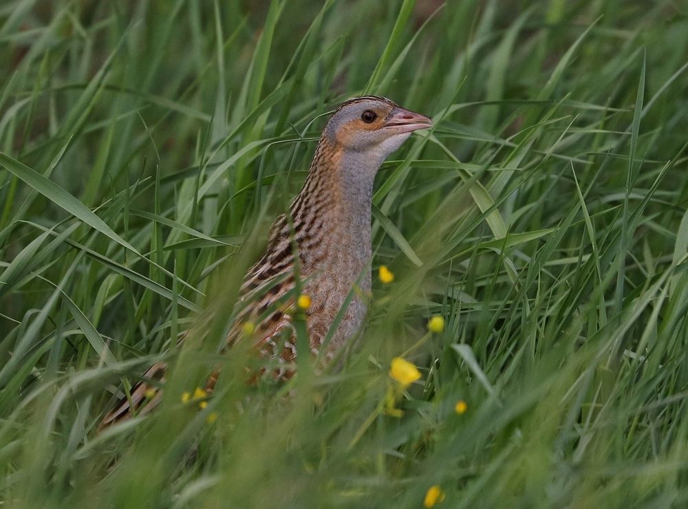 Photograph by Жанна Срибная