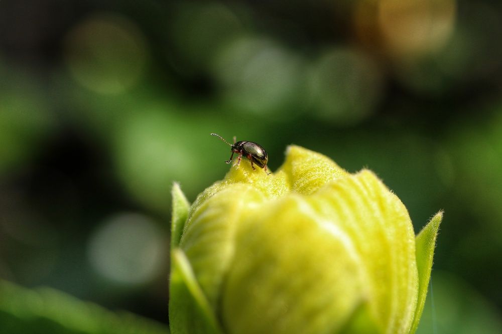 Photograph by Mauricio Mora Flores