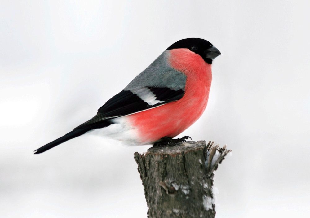 Photograph by Андрей