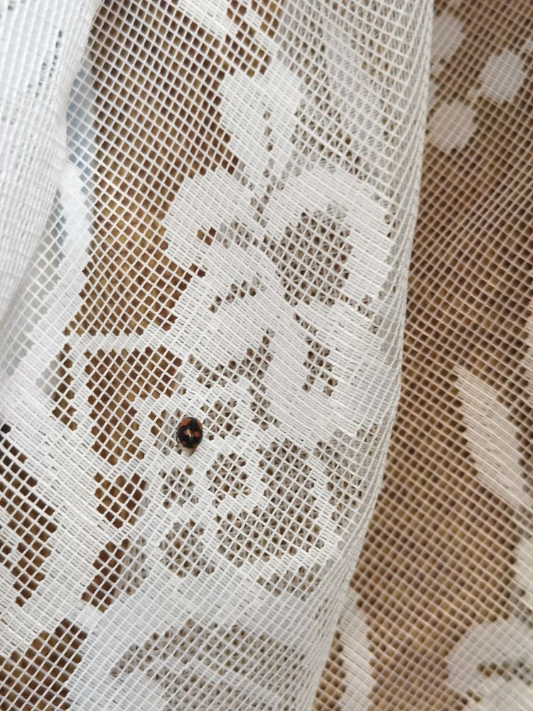 Божья коровка