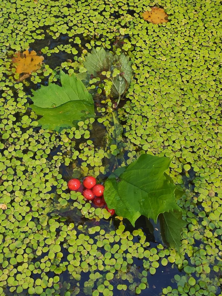 Photograph by Татьяна Гулакова