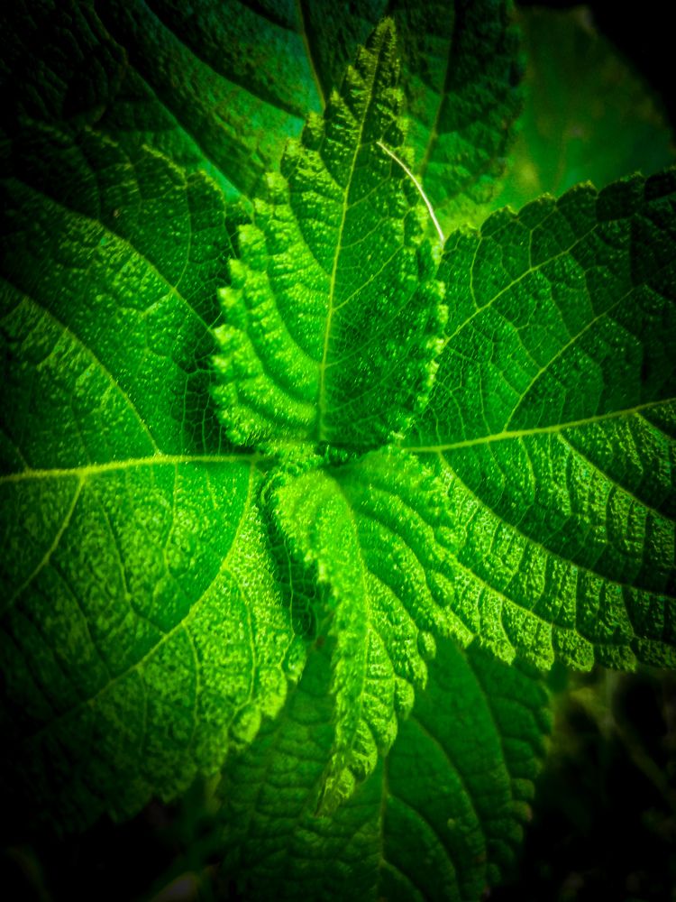 Photograph by KRISHNA CHANDRA DULE