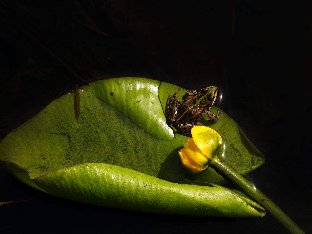 Photograph by Янина Черпухина-Андреева