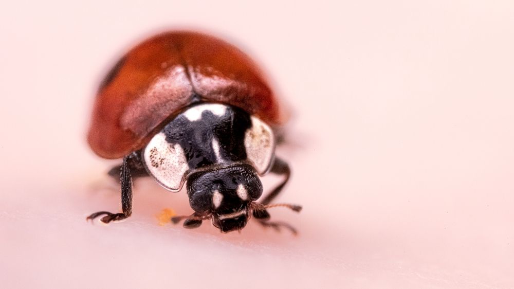 Photograph by Антон Дроздов