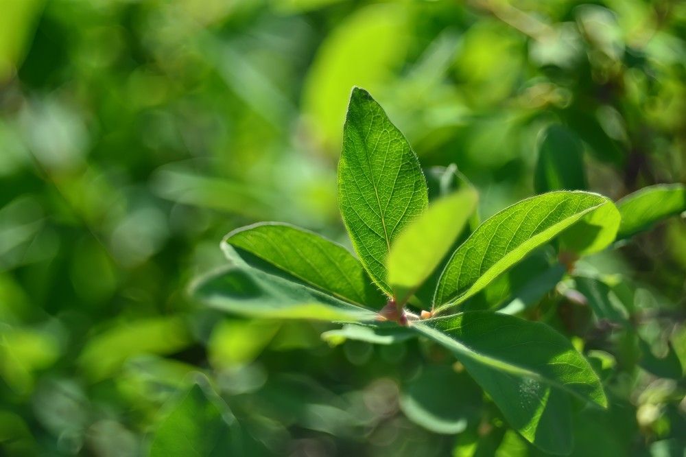 Photograph by Anna Solomina