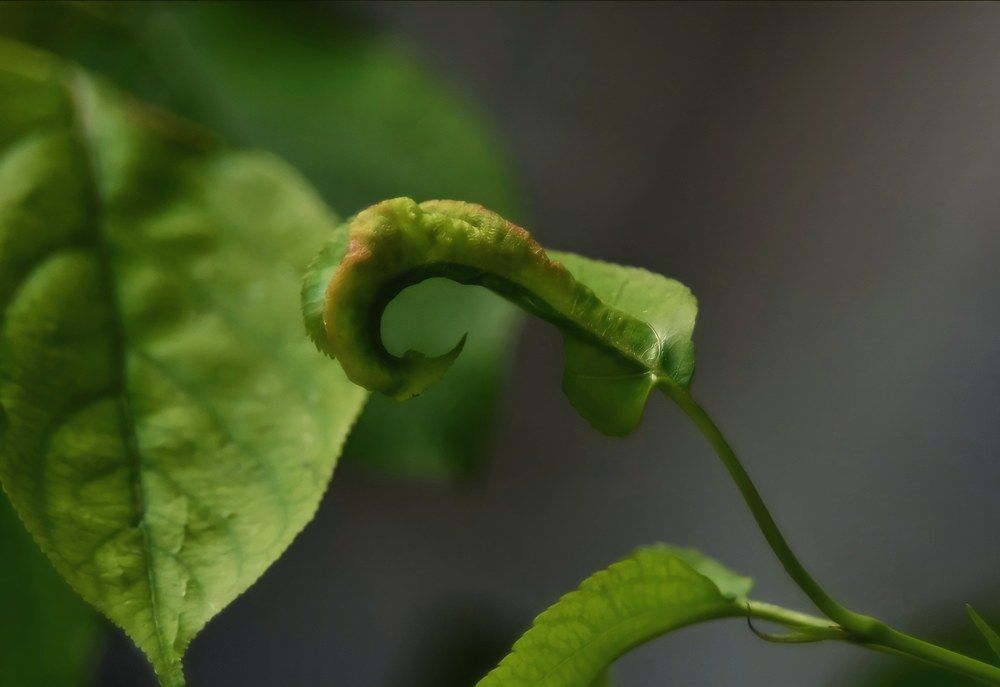 Photograph by Anna Solomina