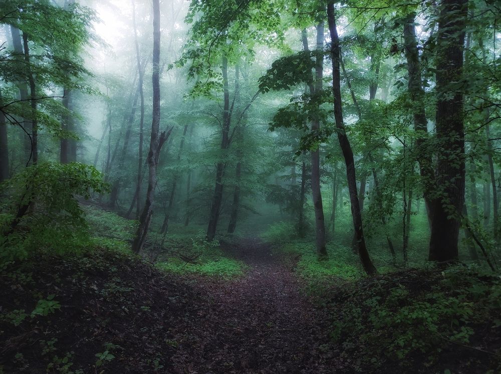 Photograph by Владимир Караман