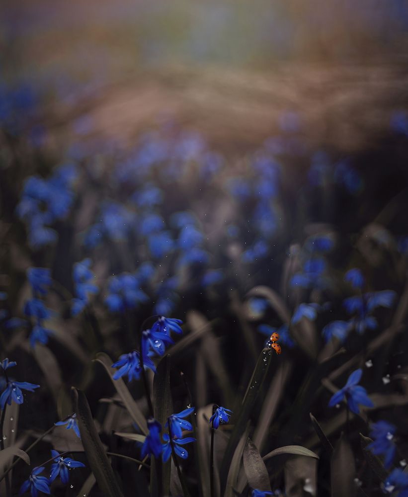 Photograph by Karen D'Lucca