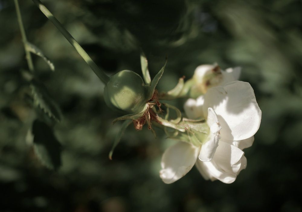Photograph by Irina Volkova