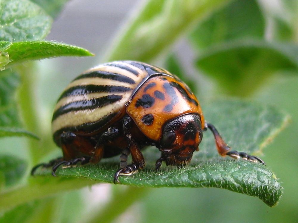 Колорадский картофельный жук.