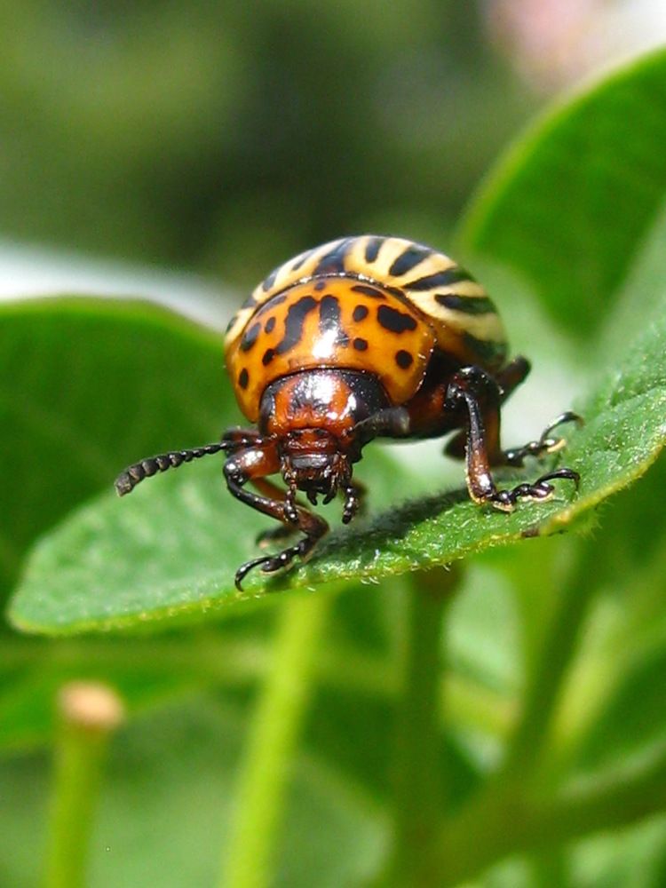 Колорадский жук.