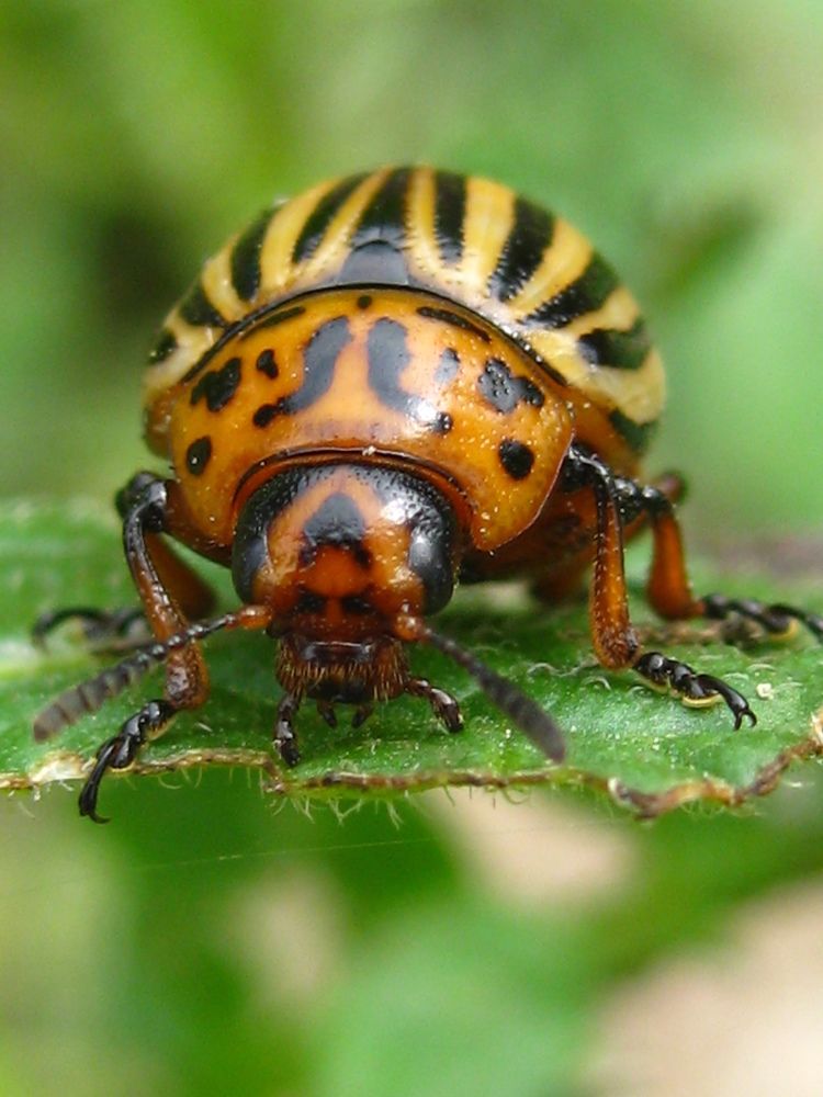 Колорадский картофельный жук.