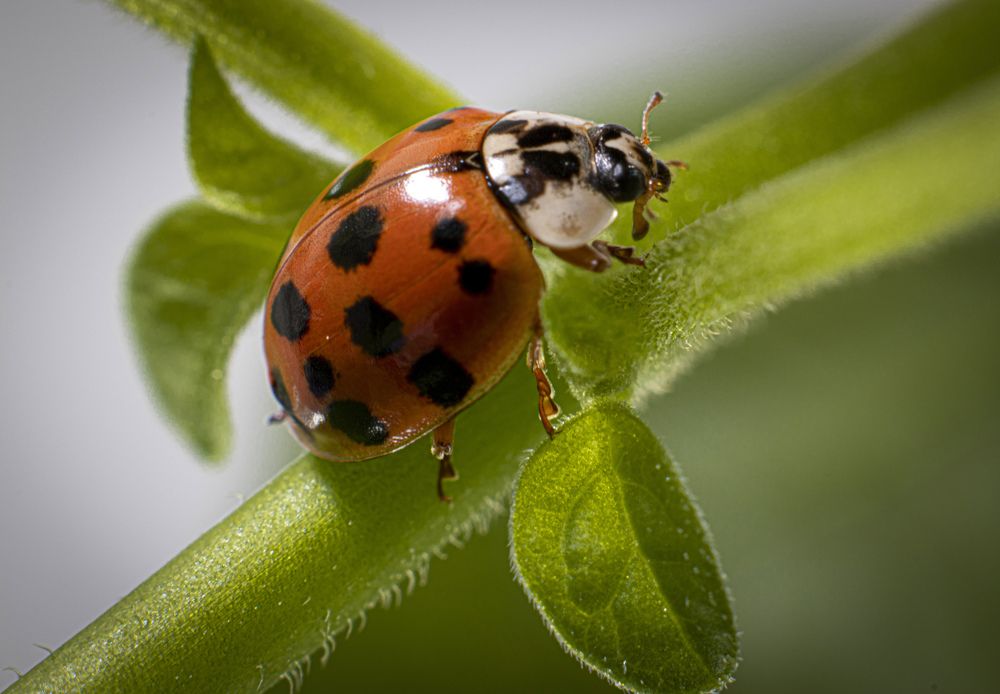 Photograph by Викулов Сергей