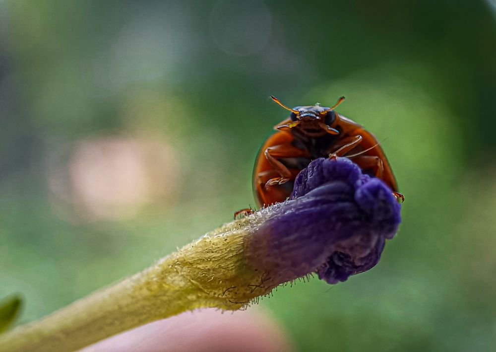 Божья коровка