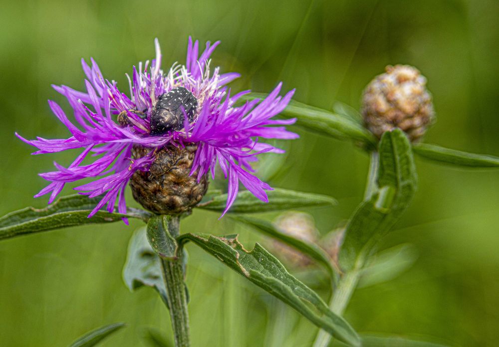 Умиротворение