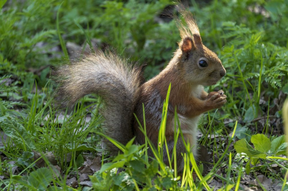 И орешки всё грызёт...