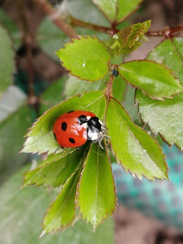 Photograph by Елена