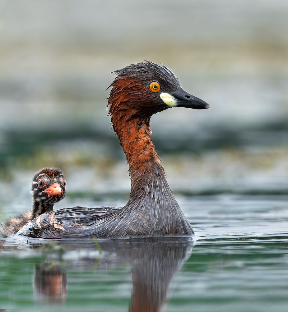Little Grebe