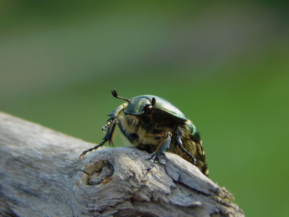 Photograph by Сергей Чеченов