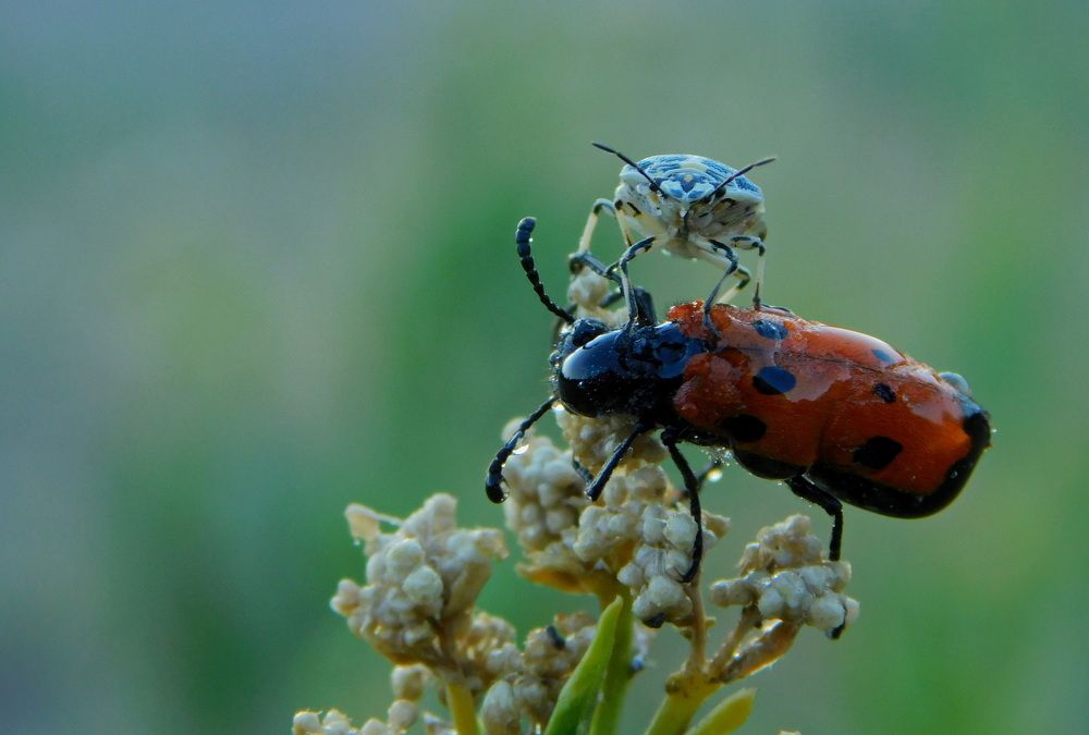 Photograph by Сергей Чеченов
