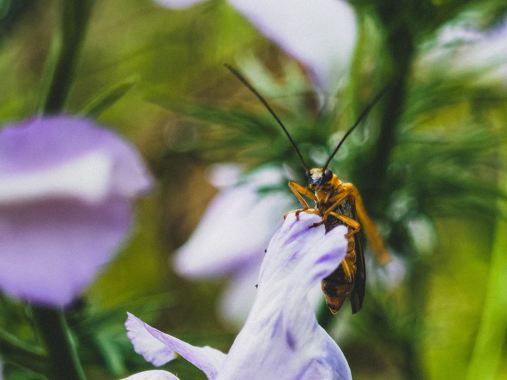 Фотография автора Petar Metić