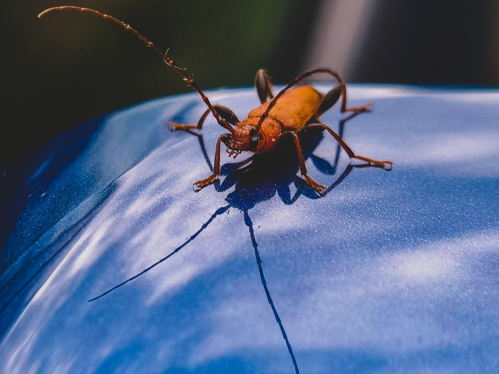 Фотография автора Petar Metić