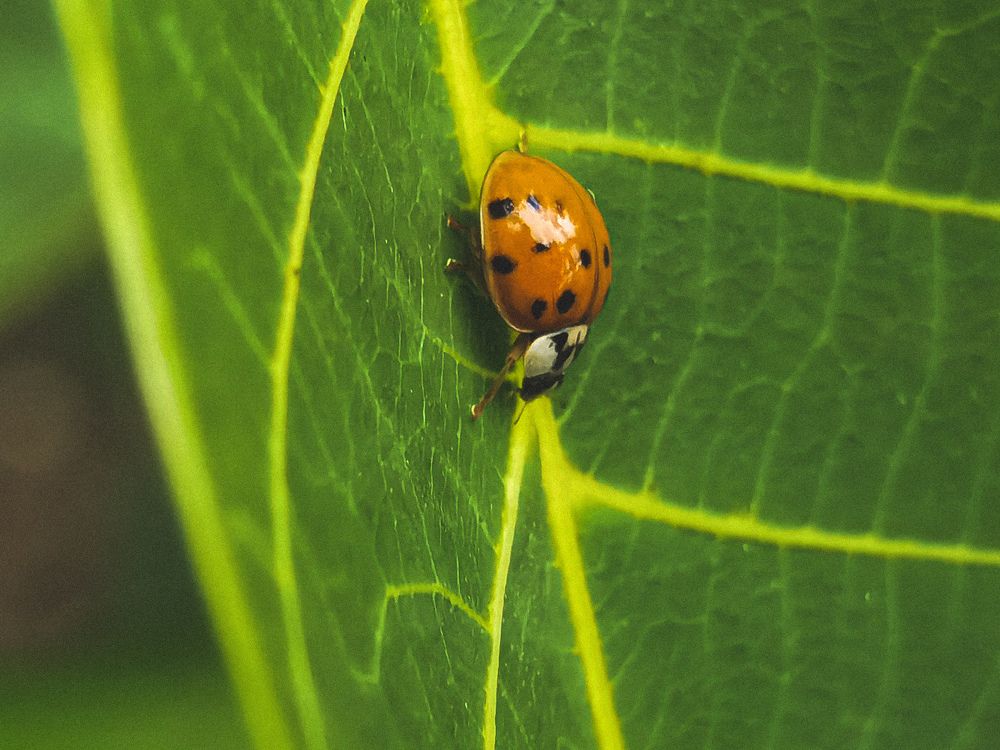 Фотография автора Petar Metić