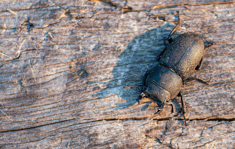 Photograph by Виталий Слёзка