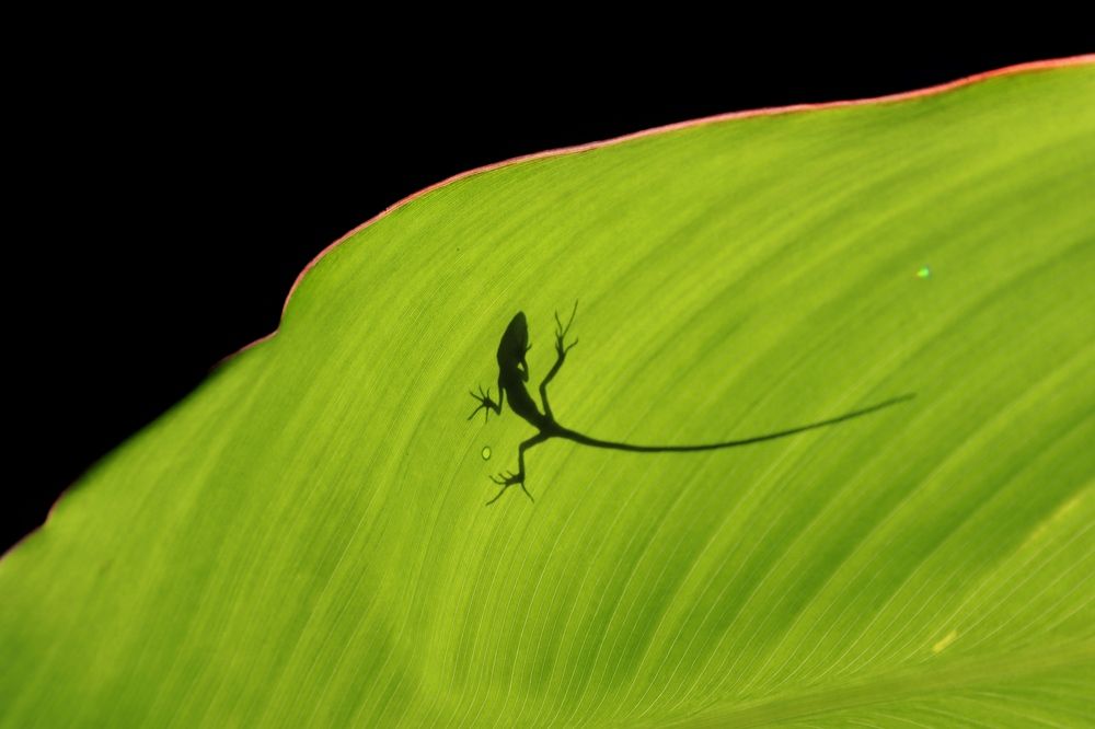 Shadow of a lizard in a green leaf