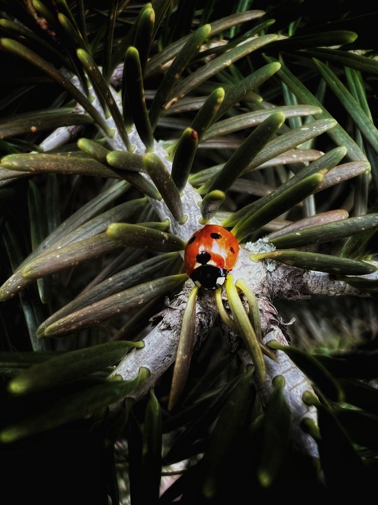 Photograph by Анастасия Куэлляр